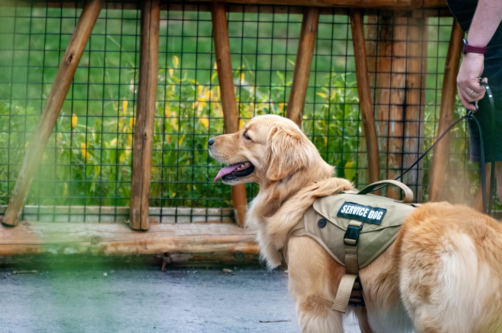 A golden retriever in a service dog harness, waiting calmly on lead.